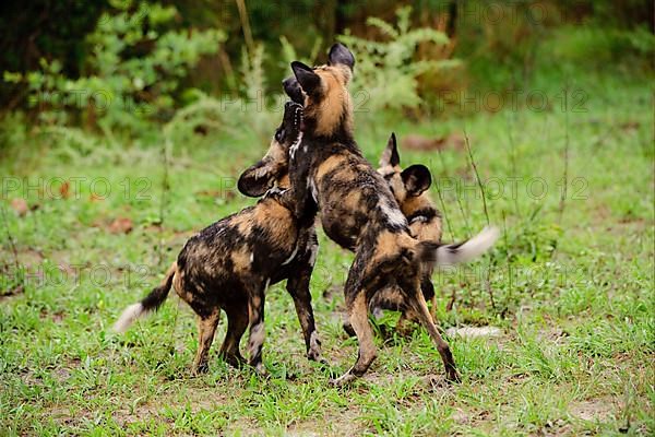 African wild dog