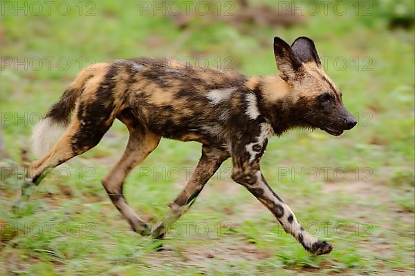 African wild dog