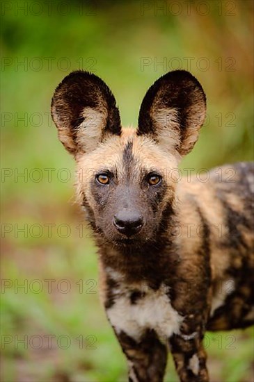 African wild dog