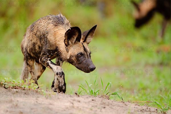 African wild dog