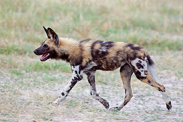 African wild dog