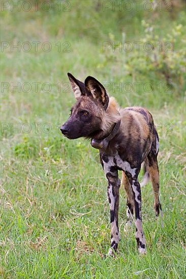 African wild dog