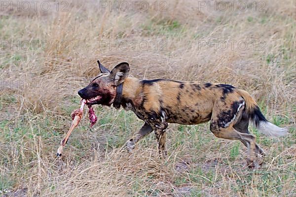 African wild dog