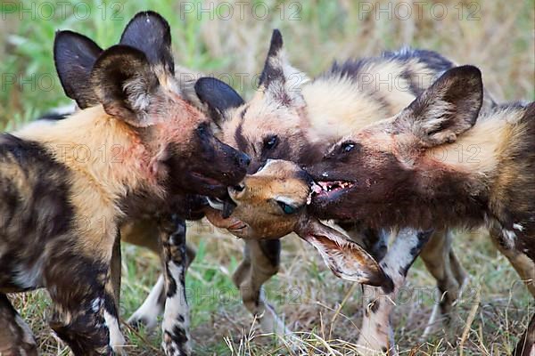 African wild dog