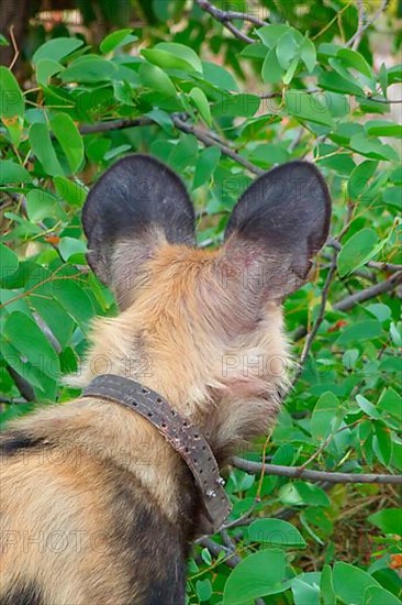 African wild dog