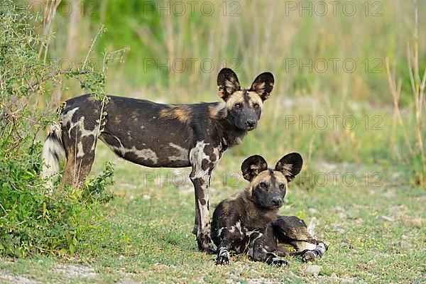 African wild dog