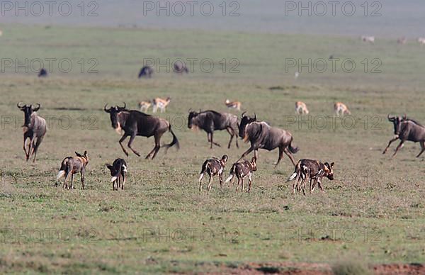 African wild dog