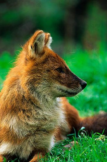 Dhole