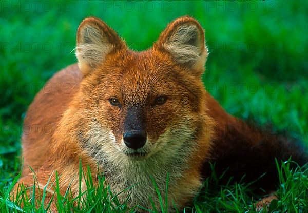 Dhole