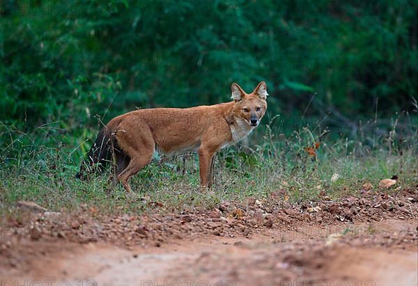 Dhole