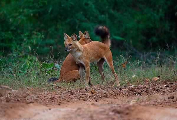 Dhole