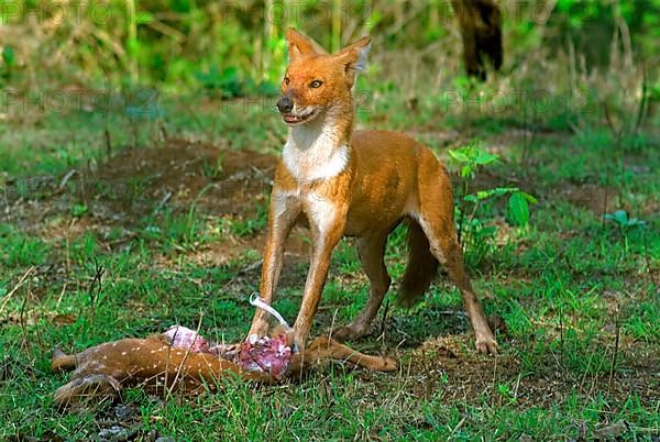 Dhole