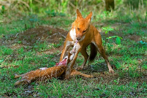 Dhole