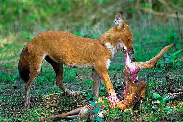 Dhole