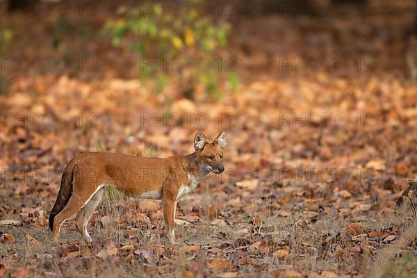 Dhole