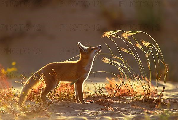 Red fox