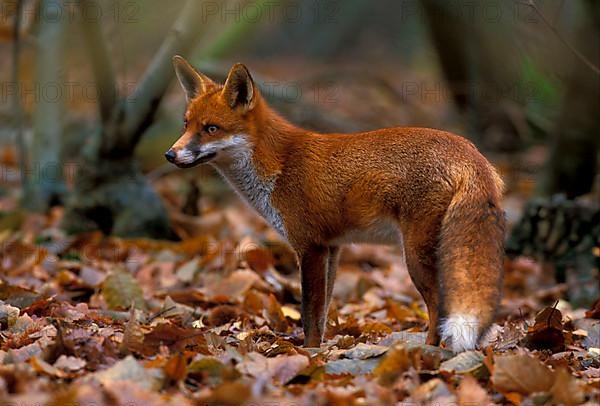 Red Fox