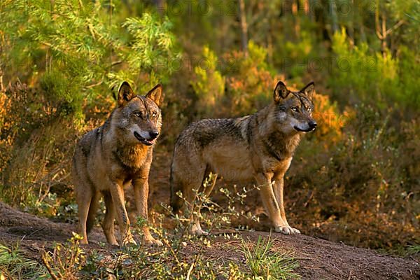 Iberian Wolf