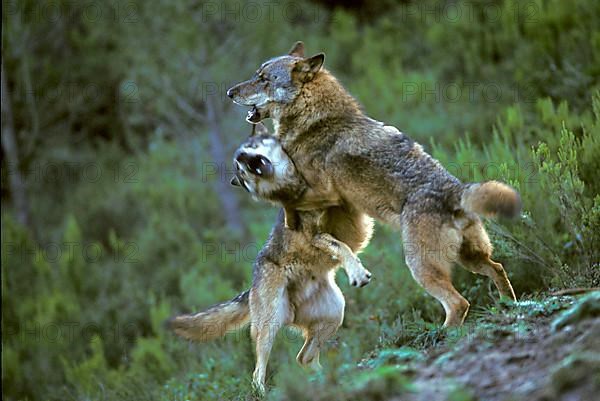 Iberian wolf