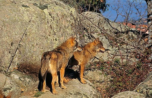 Iberian wolf