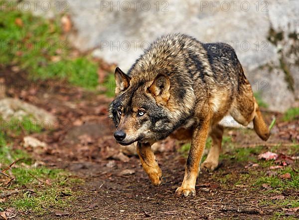 Iberian wolf