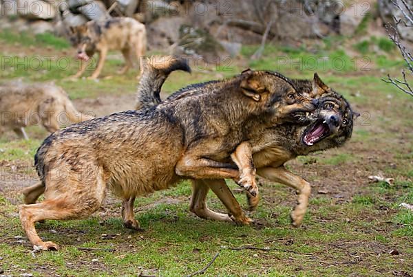 Iberian wolf