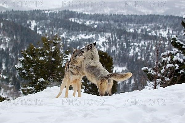 Grey gray wolf