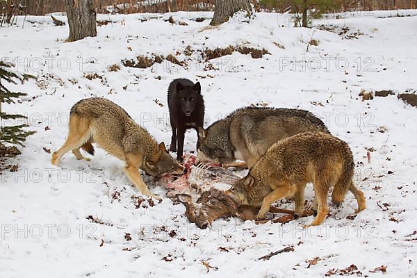 Grey gray wolf