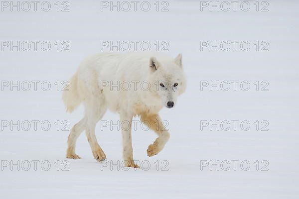 Arctic wolf