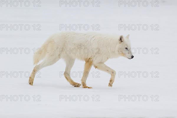 Arctic wolf