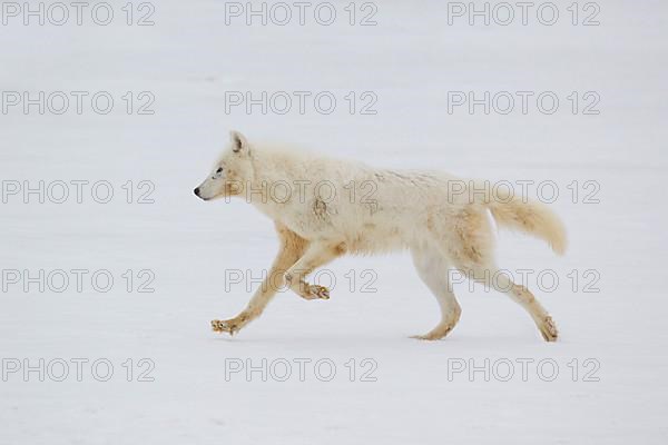 Arctic wolf