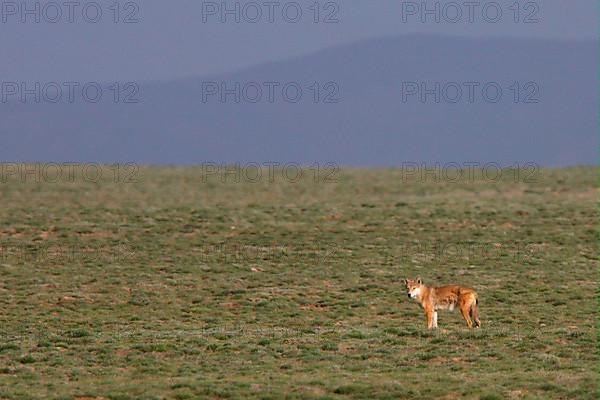 Tibetan wolf