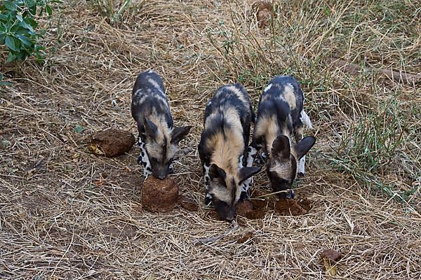 African wild dognish wild dogs