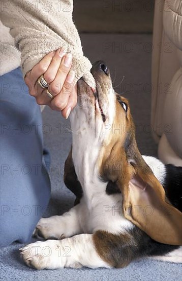 Basset Hound