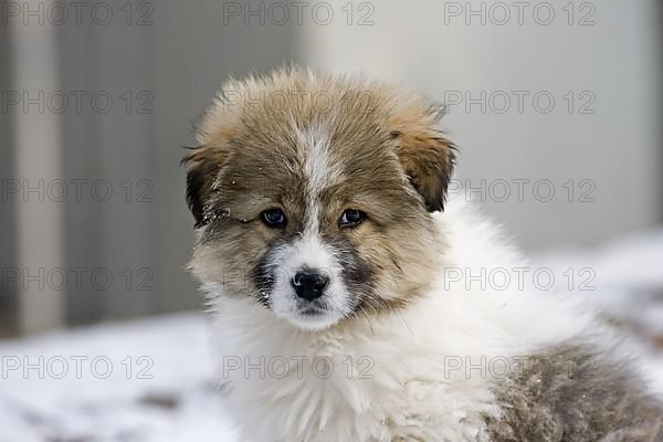Caucasian Owtscharka
