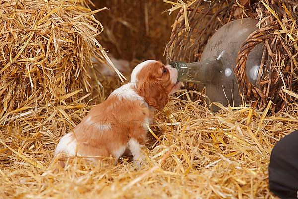 Cavalier King Charles Spaniel