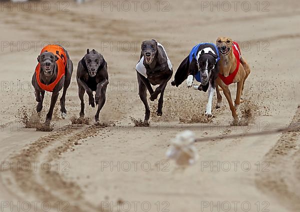 Greyhounds on racetrack