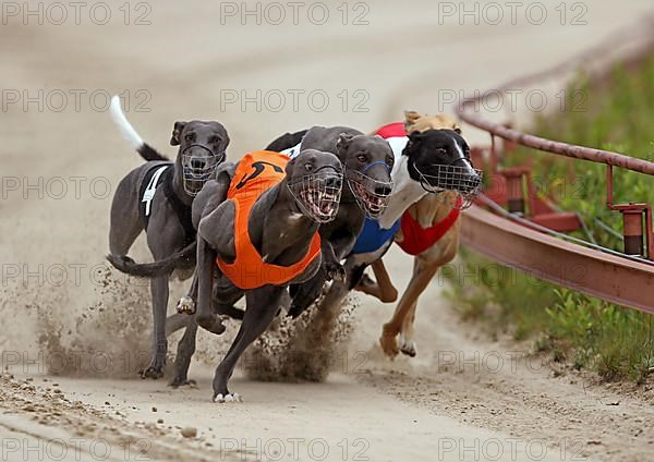 Greyhounds on racetrack