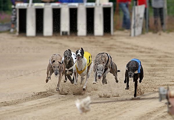 Greyhounds on racetrack