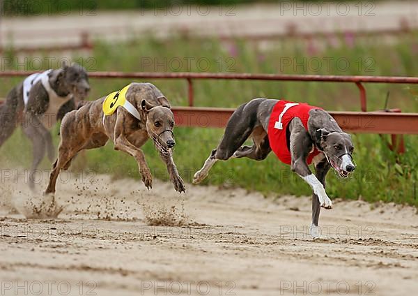 Greyhounds on racetrack