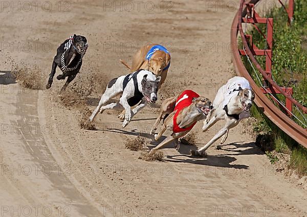 Greyhounds on racetrack