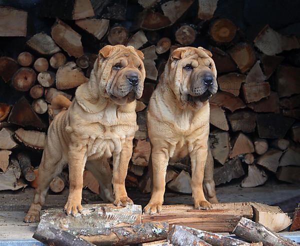 Shar Peis