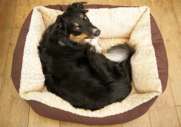 Border collie male lying in dog basket