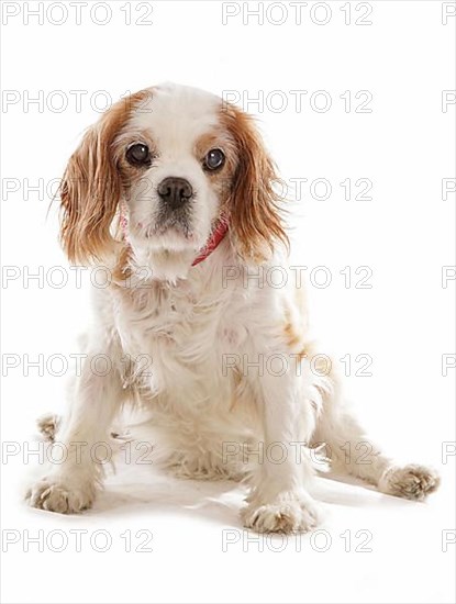 Cavalier King Charles Spaniel