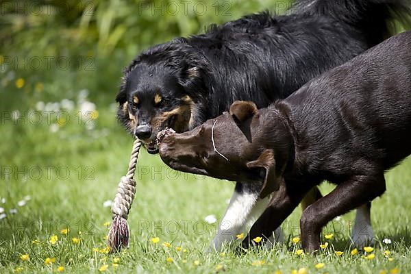 Border collie