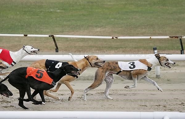 Greyhounds on racetrack