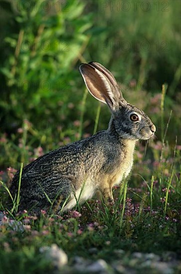 Scrub Hare