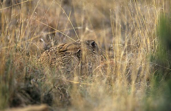 Scrub Hare