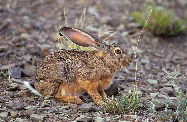 Scrub Hare