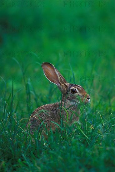 Cape hare